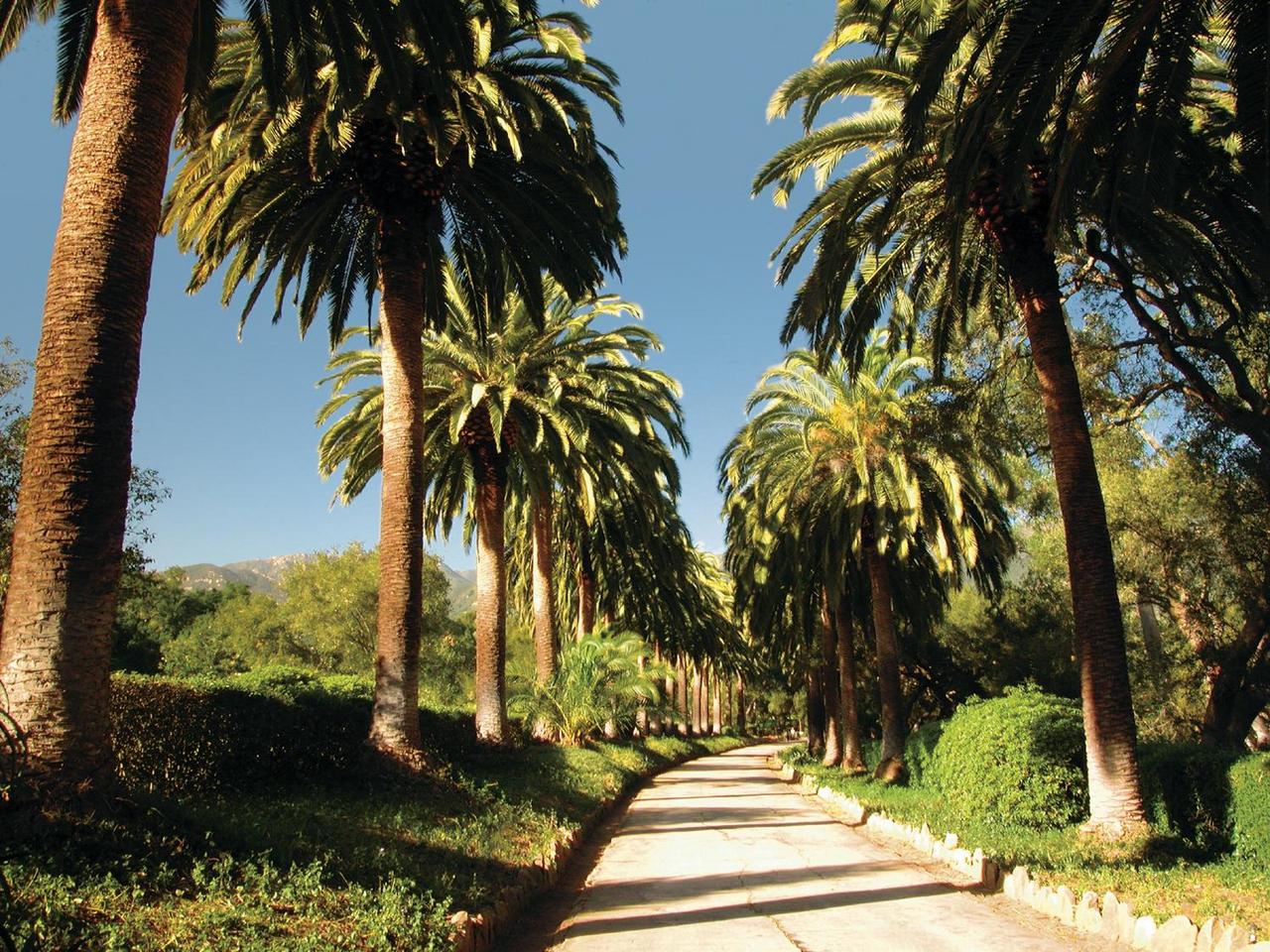 an ocean view with palm trees