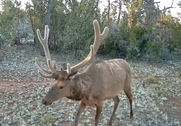 a view of a plant in a yard