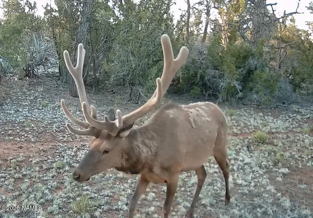 a view of a plant in a yard