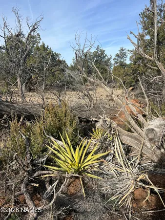 a view of a plant in a field
