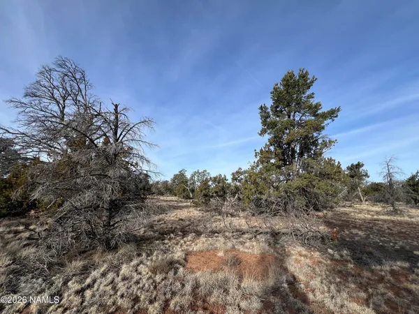 a view of a yard with a tree