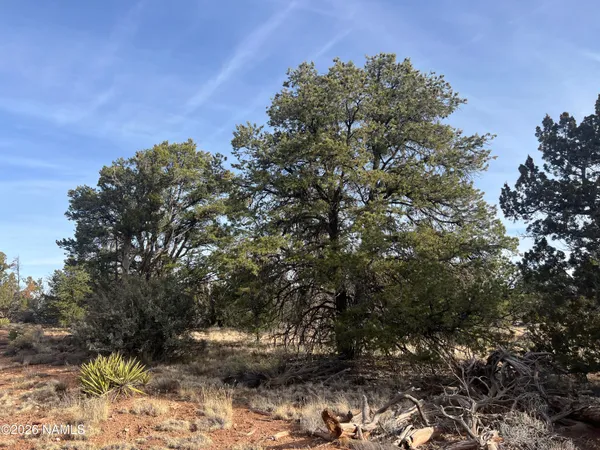 a view of a tree in a yard