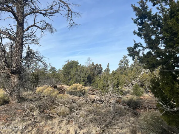 a view of a yard with a tree
