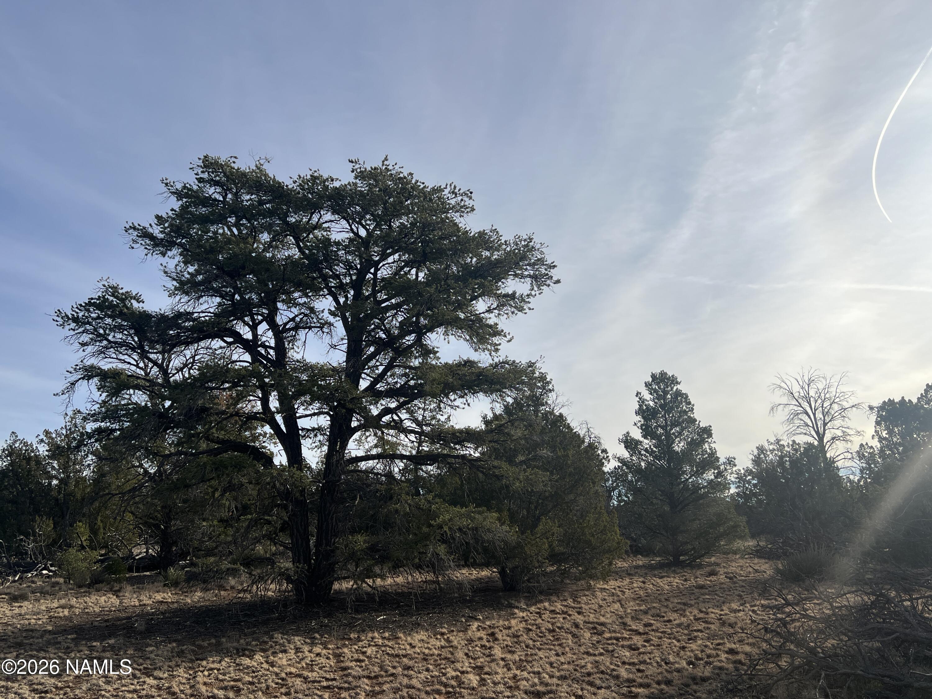 Lot 186 North Bull Run Road Williams, AZ 86046 - Photo 29 of 35 a picture of trees