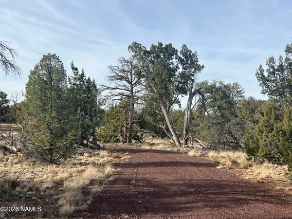 a view of dirt yard with a large tree