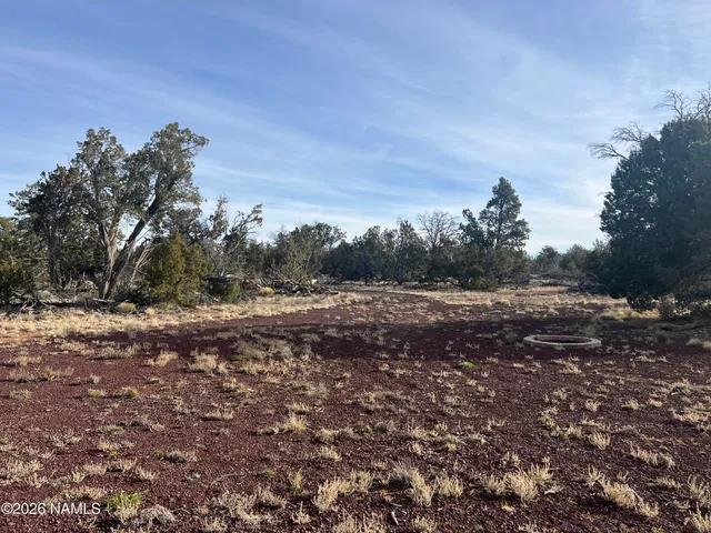 a view of dirt yard with a large tree