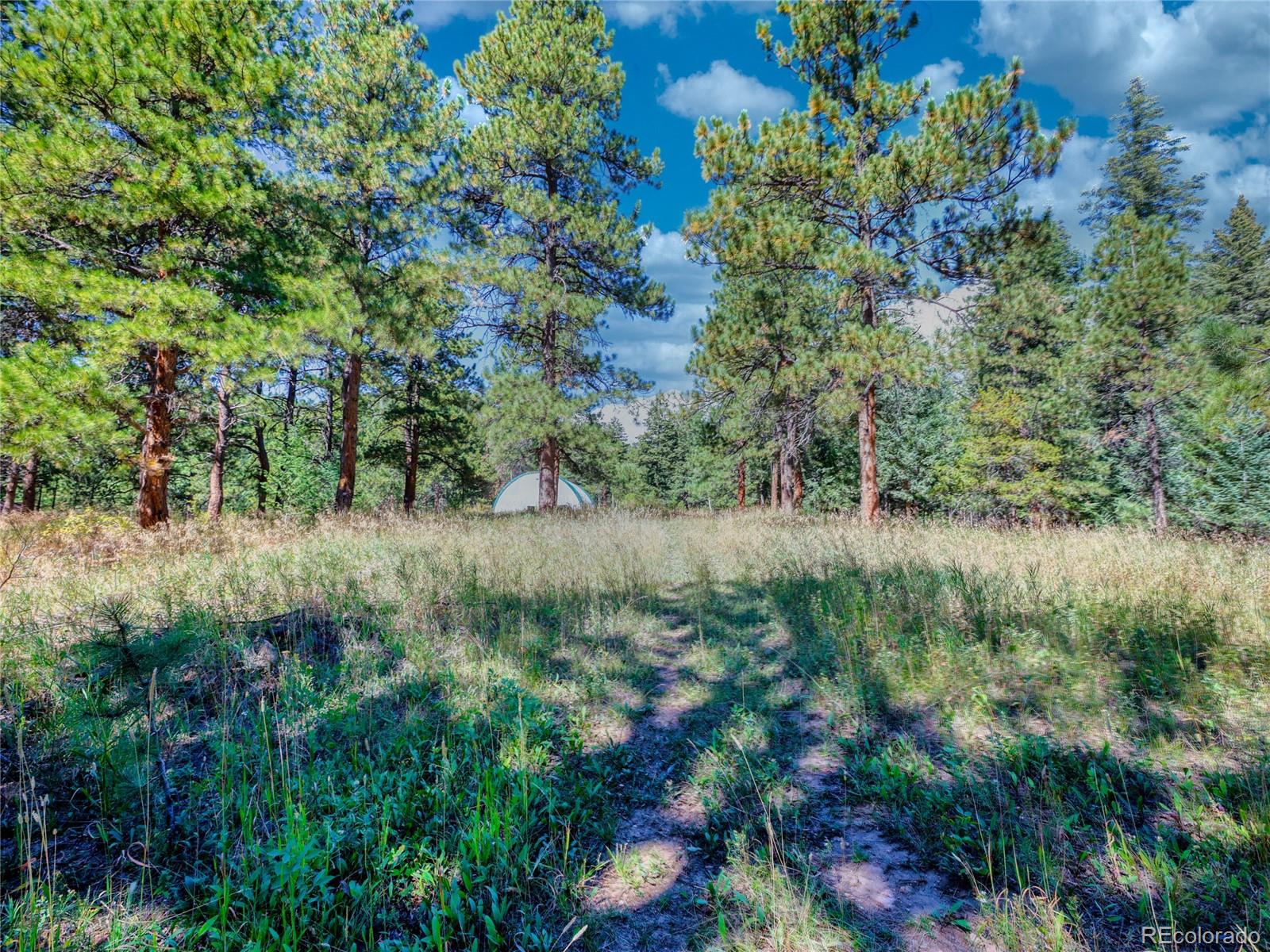 0 Indian Springs Road Morrison, CO 80465 - Photo 20 of 28 a view of a lush green forest