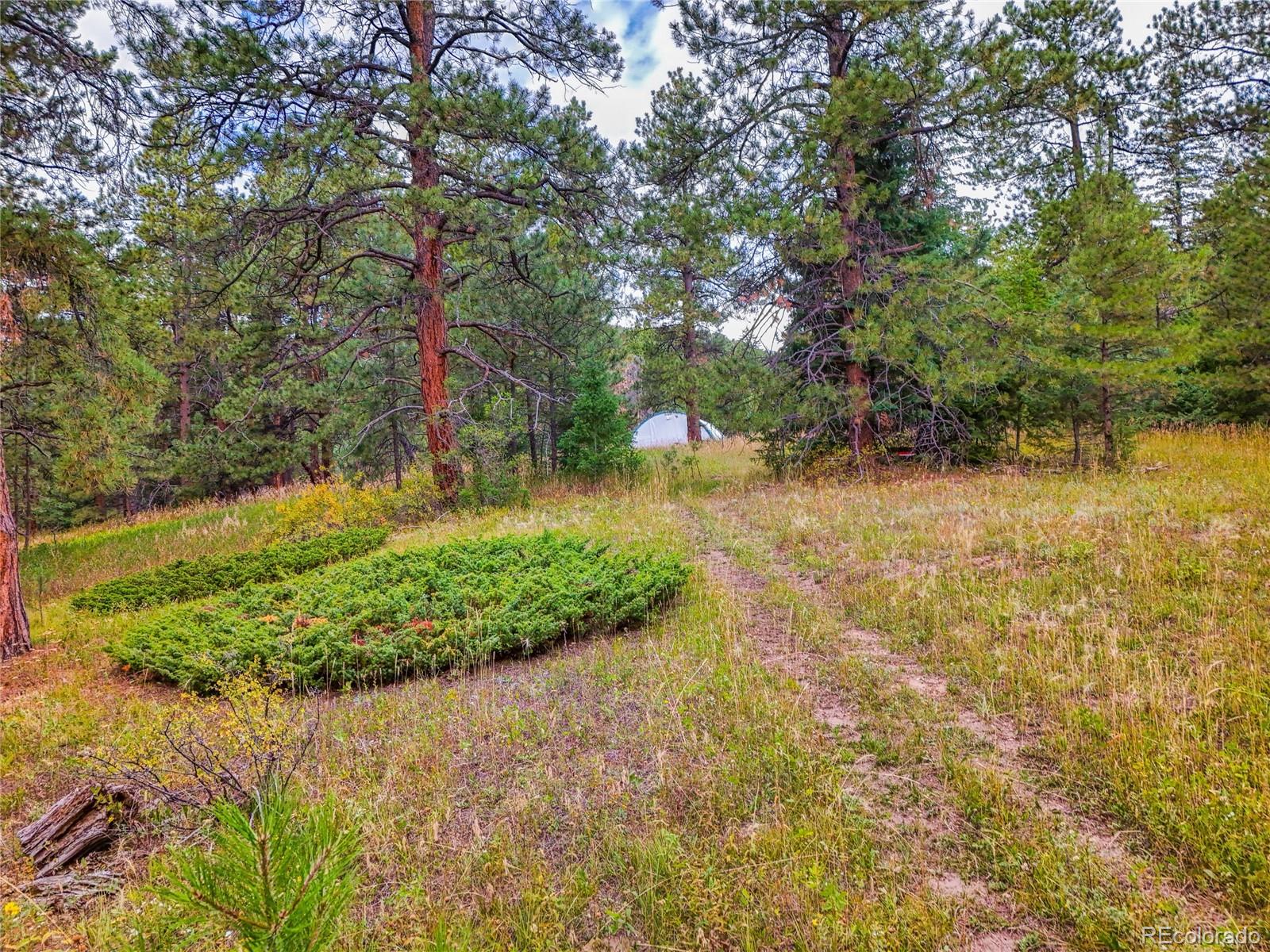 0 Indian Springs Road Morrison, CO 80465 - Photo 22 of 28 a view of a yard with plants and large trees
