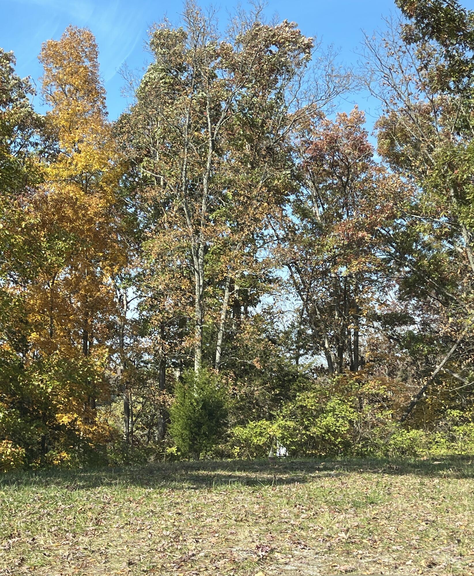 285 Ridge Road Dry Ridge, KY 41035 - Photo 15 of 17 Gallery Image 15