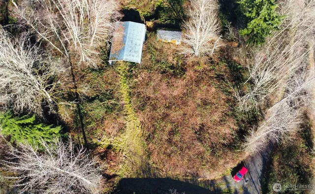 a plant that is in front of a tree