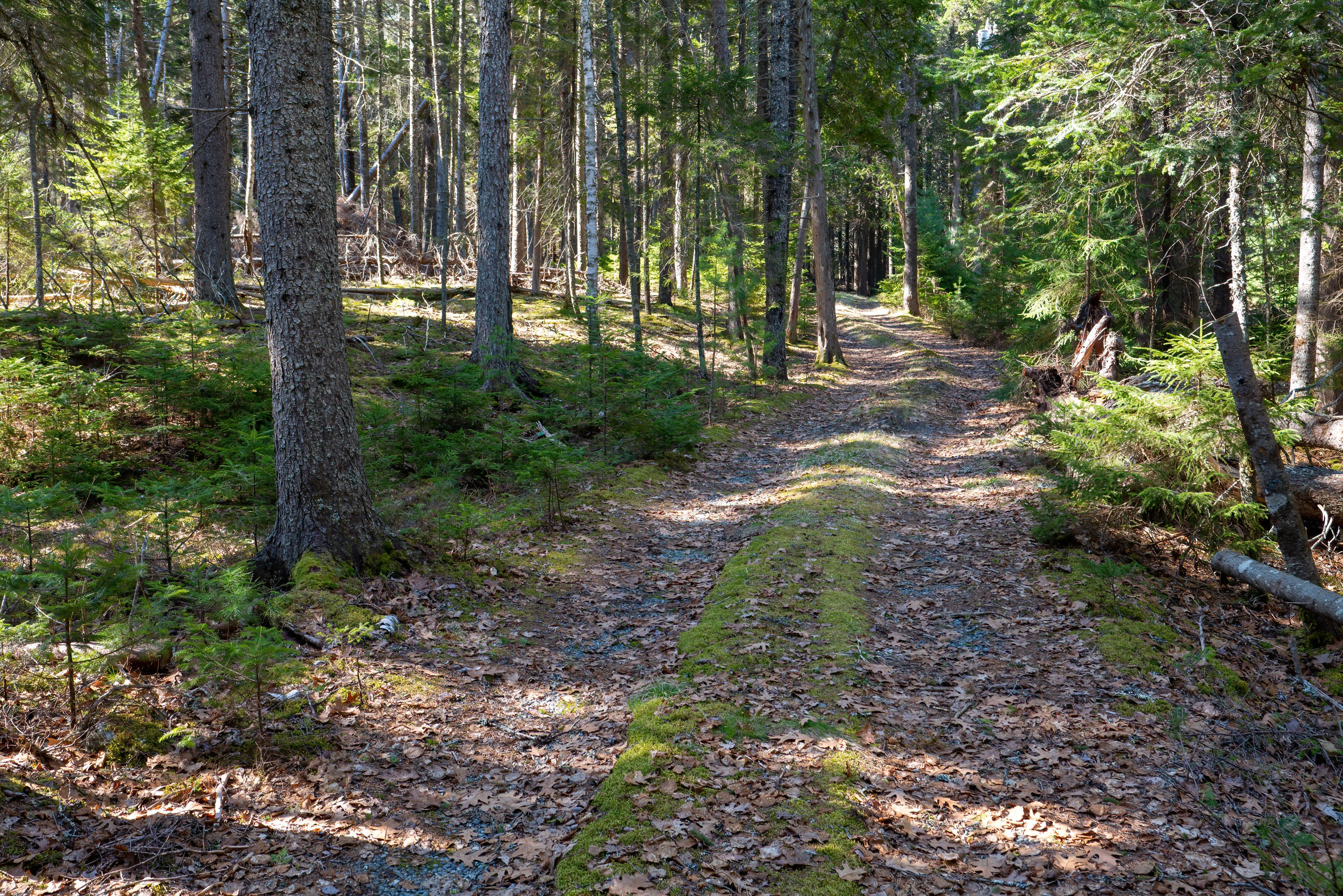 144 Sand Point Road Bar Harbor, ME 04609 - Photo 6 of 24 144 Sand Point HiRes (31)