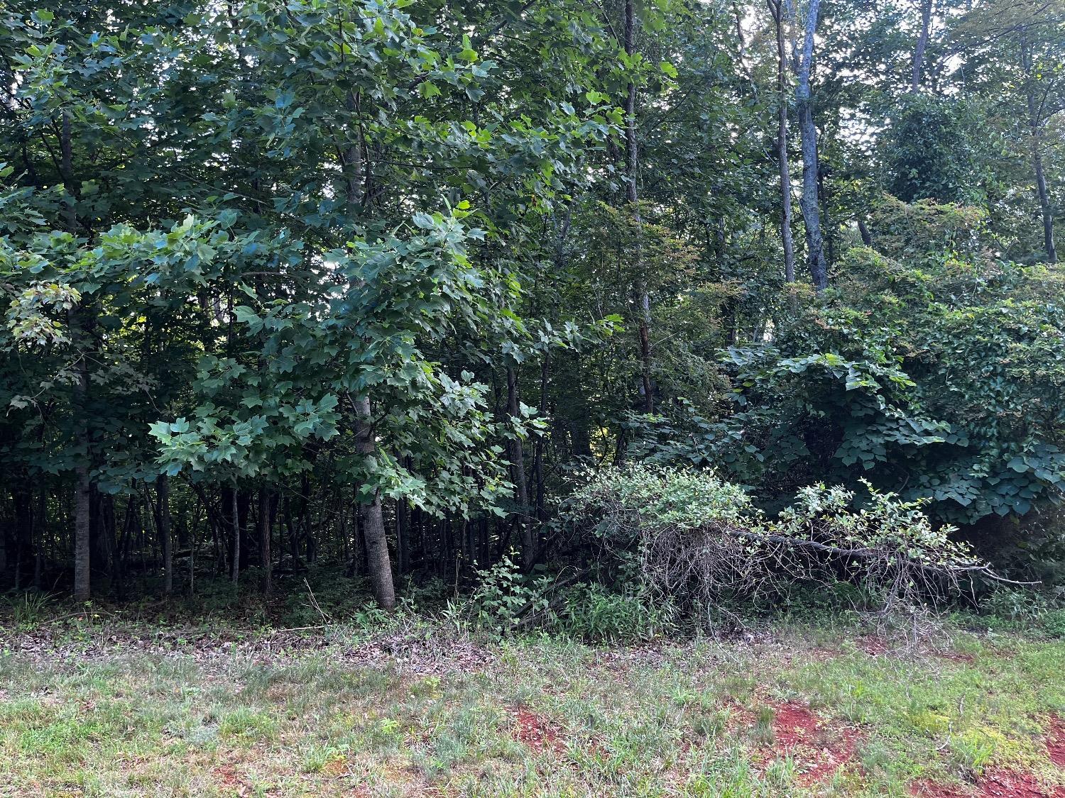 332 Bay View Road Lynch Station, VA 24571 - Photo 3 of 8 a view of backyard with green space