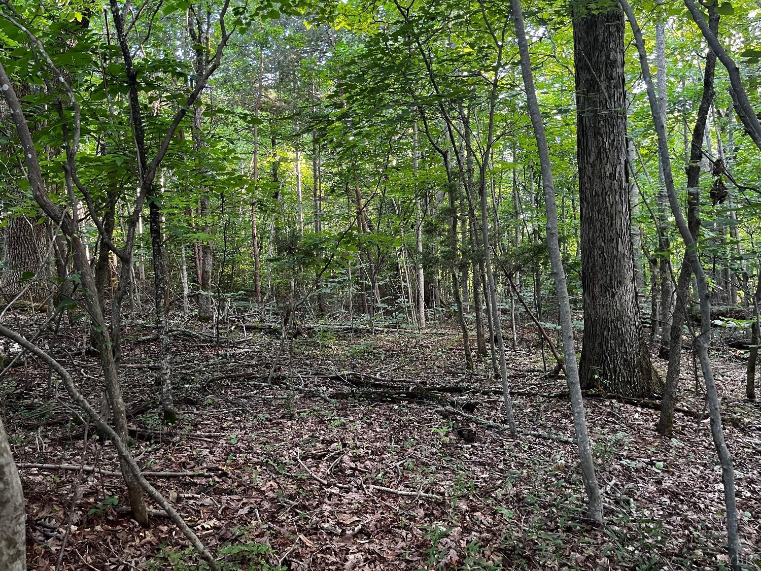 332 Bay View Road Lynch Station, VA 24571 - Photo 4 of 8 a view of a forest with trees