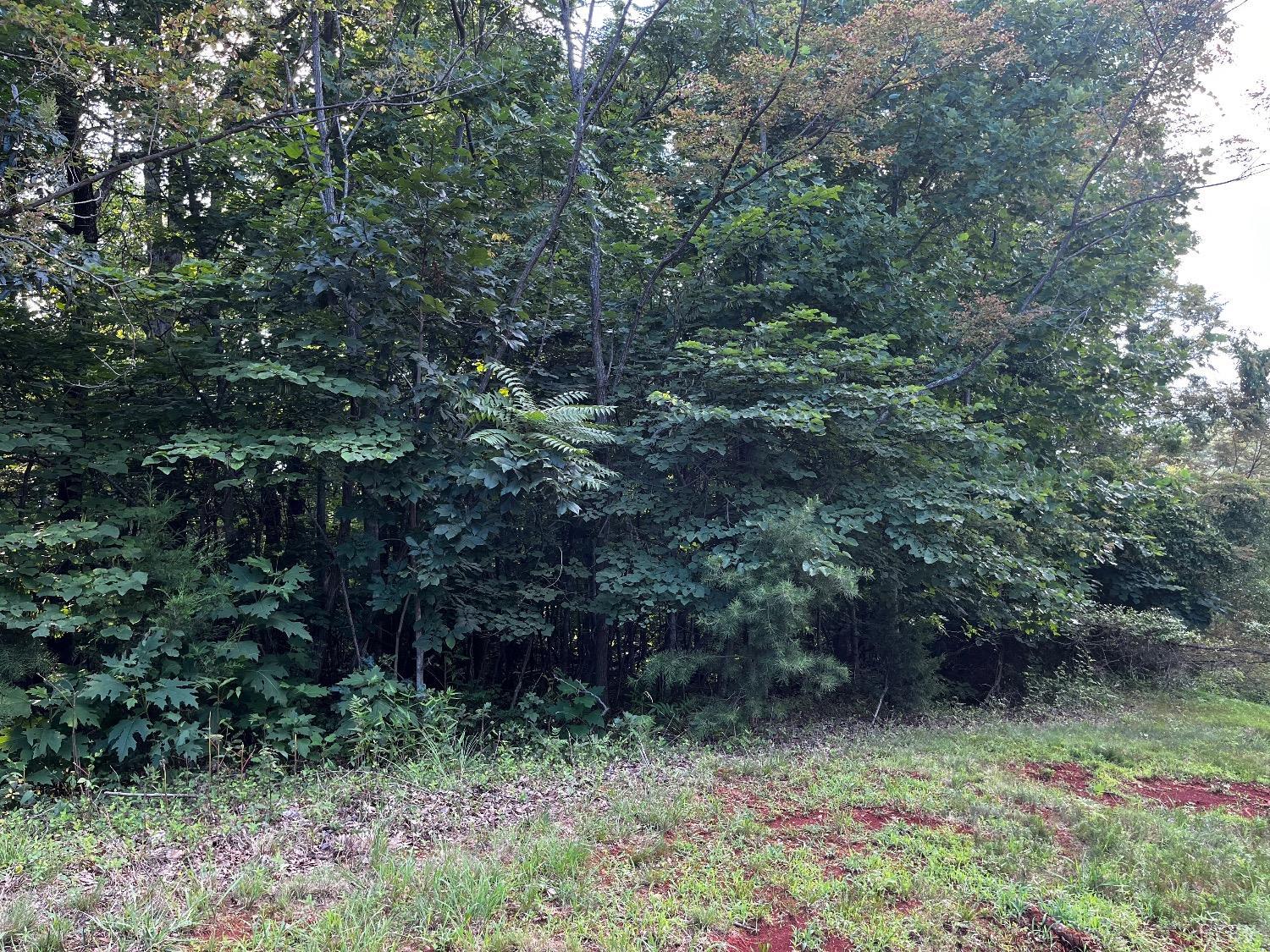 332 Bay View Road Lynch Station, VA 24571 - Photo 5 of 8 a picture of trees