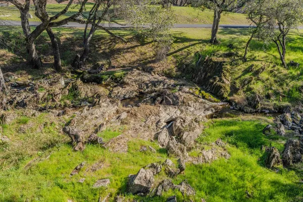 a view of a tree in a forest