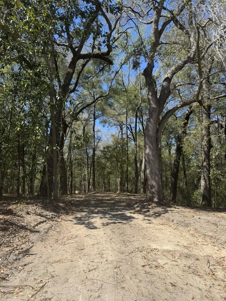 0 Klein Street Walterboro, SC 29488 - Photo 2 of 12 7E196527-86CD-458C-9772-5AC9C51155B9_1_1