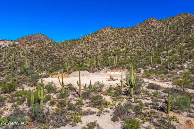 a view of a large tree