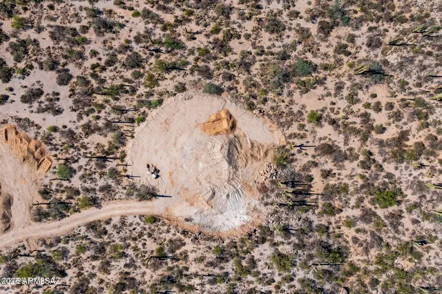 a close up of a plant