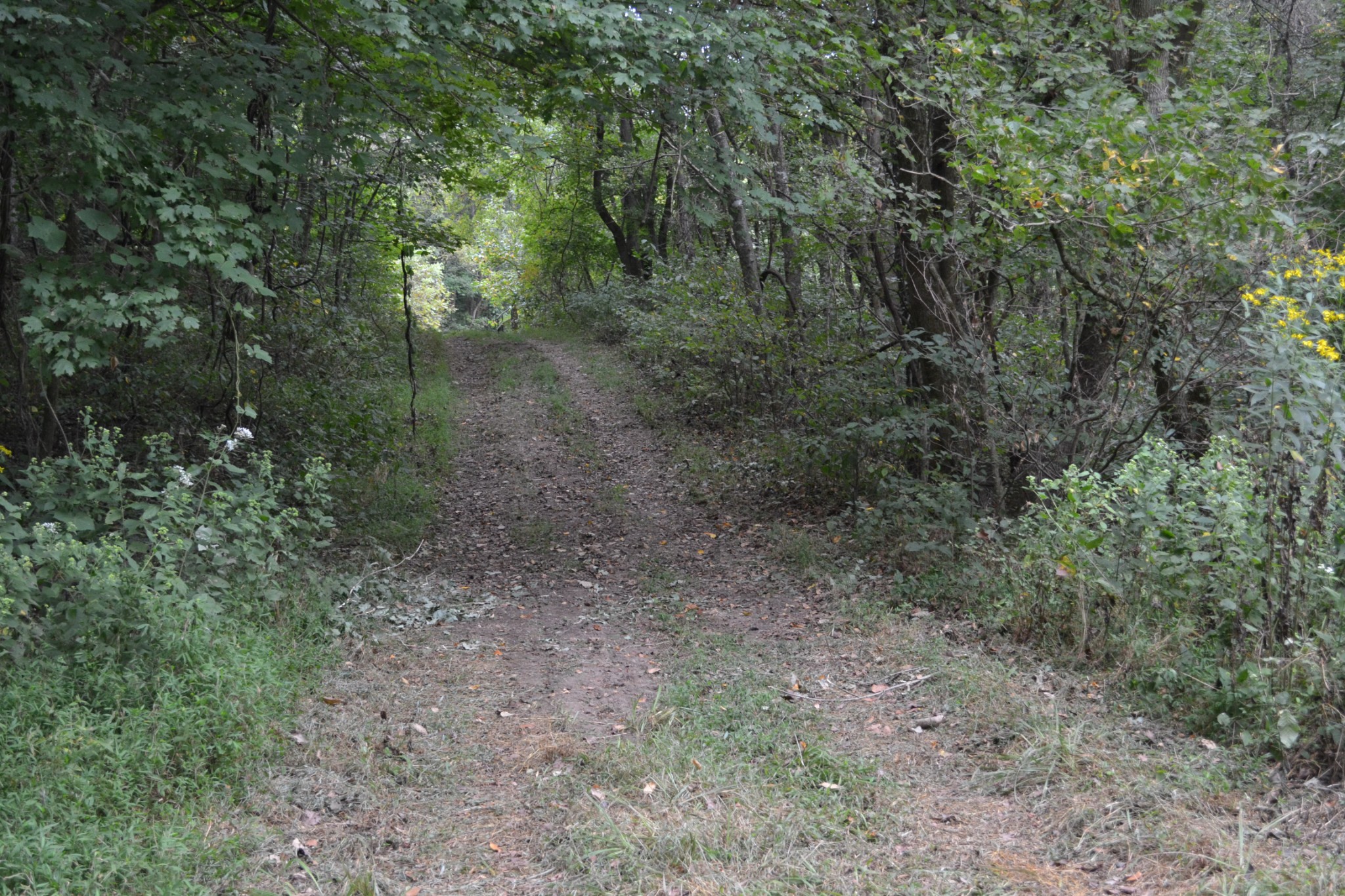 0 Cub Creek Road Indian Mound, TN 37079 - Photo 12 of 26 Gallery Image 12