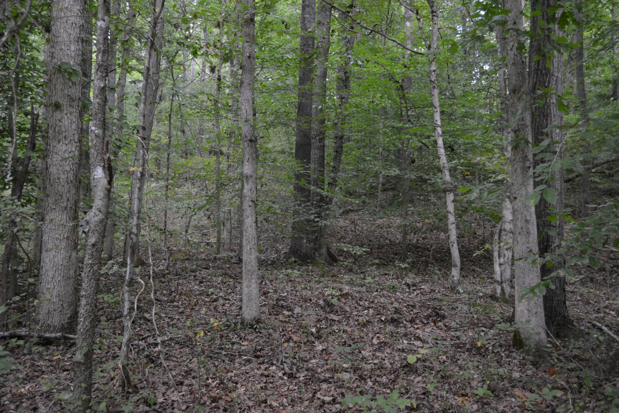 0 Cub Creek Road Indian Mound, TN 37079 - Photo 15 of 26 Gallery Image 15