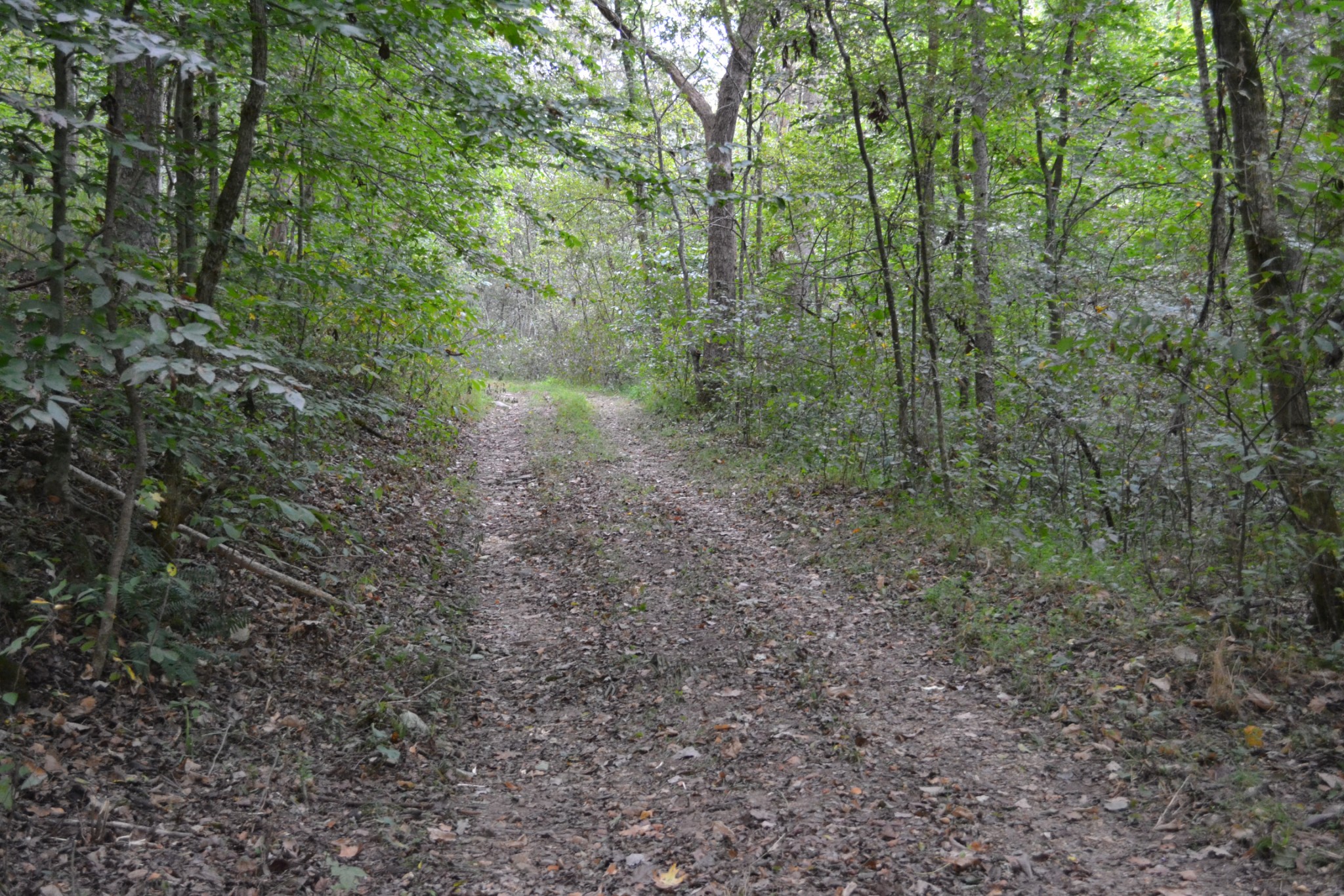 0 Cub Creek Road Indian Mound, TN 37079 - Photo 4 of 26 Gallery Image 4