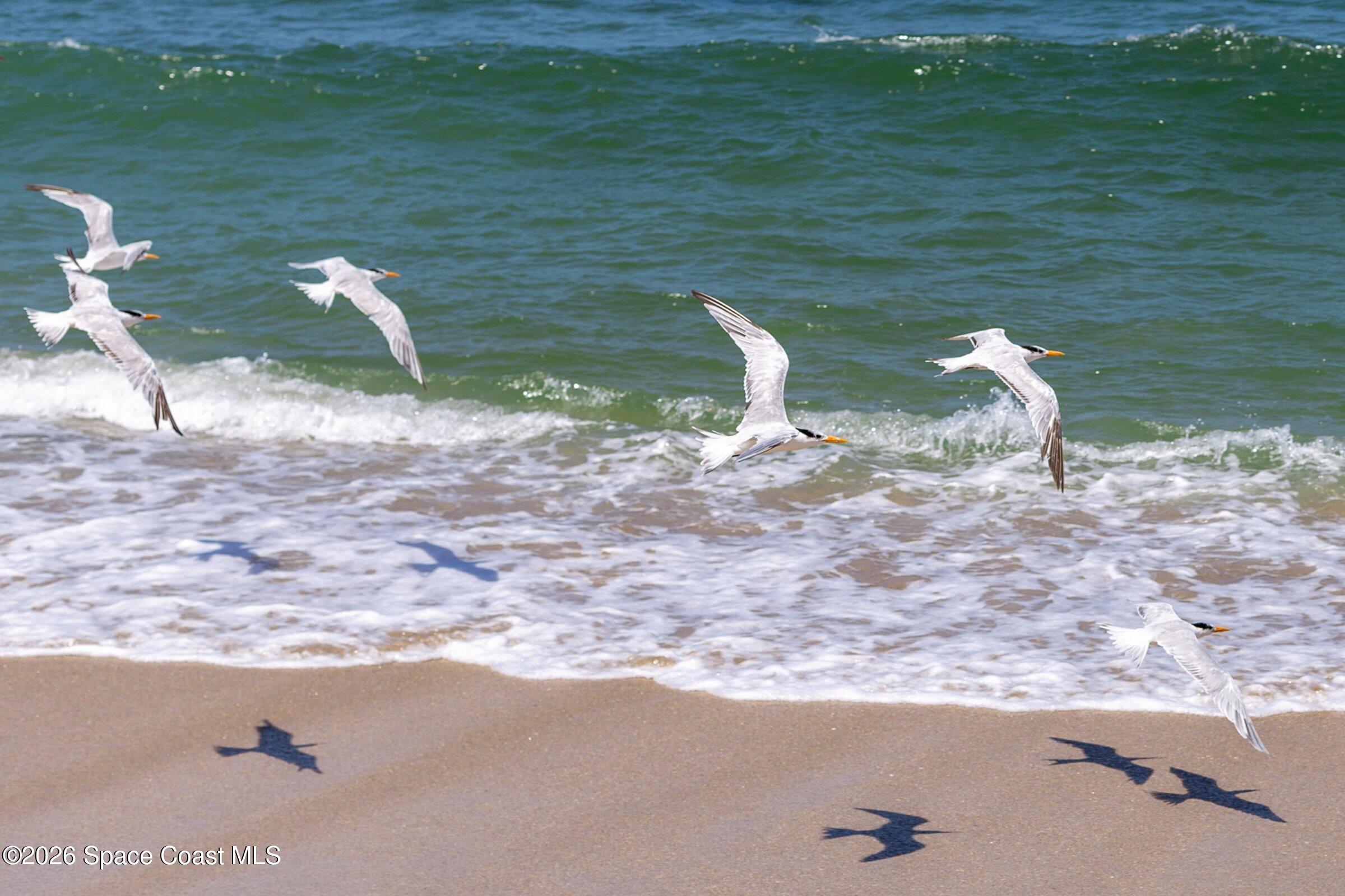 101 Estrella Road Melbourne Beach, FL 32951 - Photo 55 of 57 37-South-Beaches-304