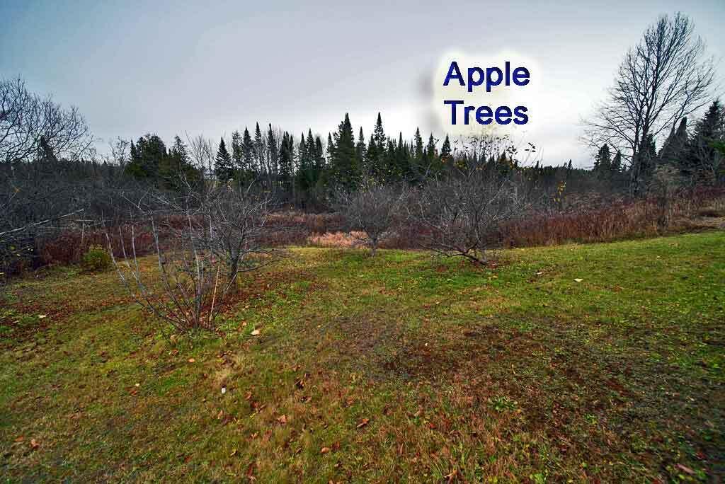 42 Bootfoot Road Bridgewater, ME 04735 - Photo 44 of 68 apple-trees-bridgewater-hom