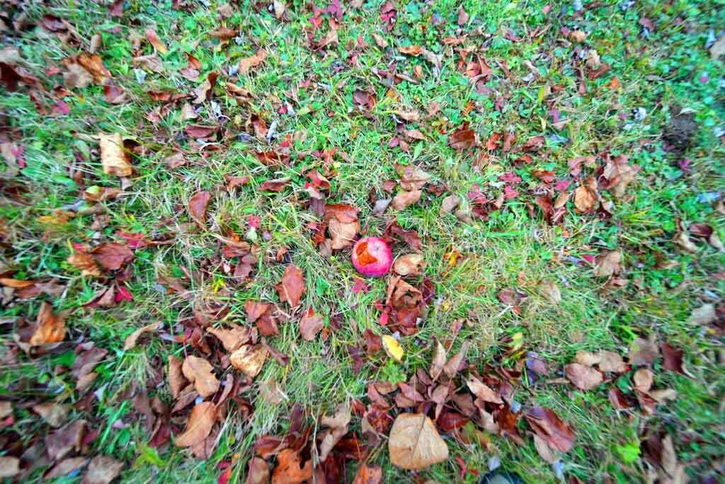 42 Bootfoot Road Bridgewater, ME 04735 - Photo 45 of 68 deer-nibbling-apples