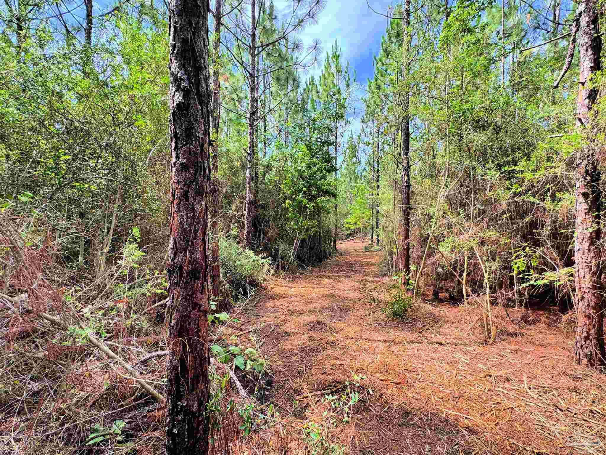 Parcel C Parcel C Killian Drive Jay, FL 32565 - Photo 13 of 21 a view of a forest filled with trees