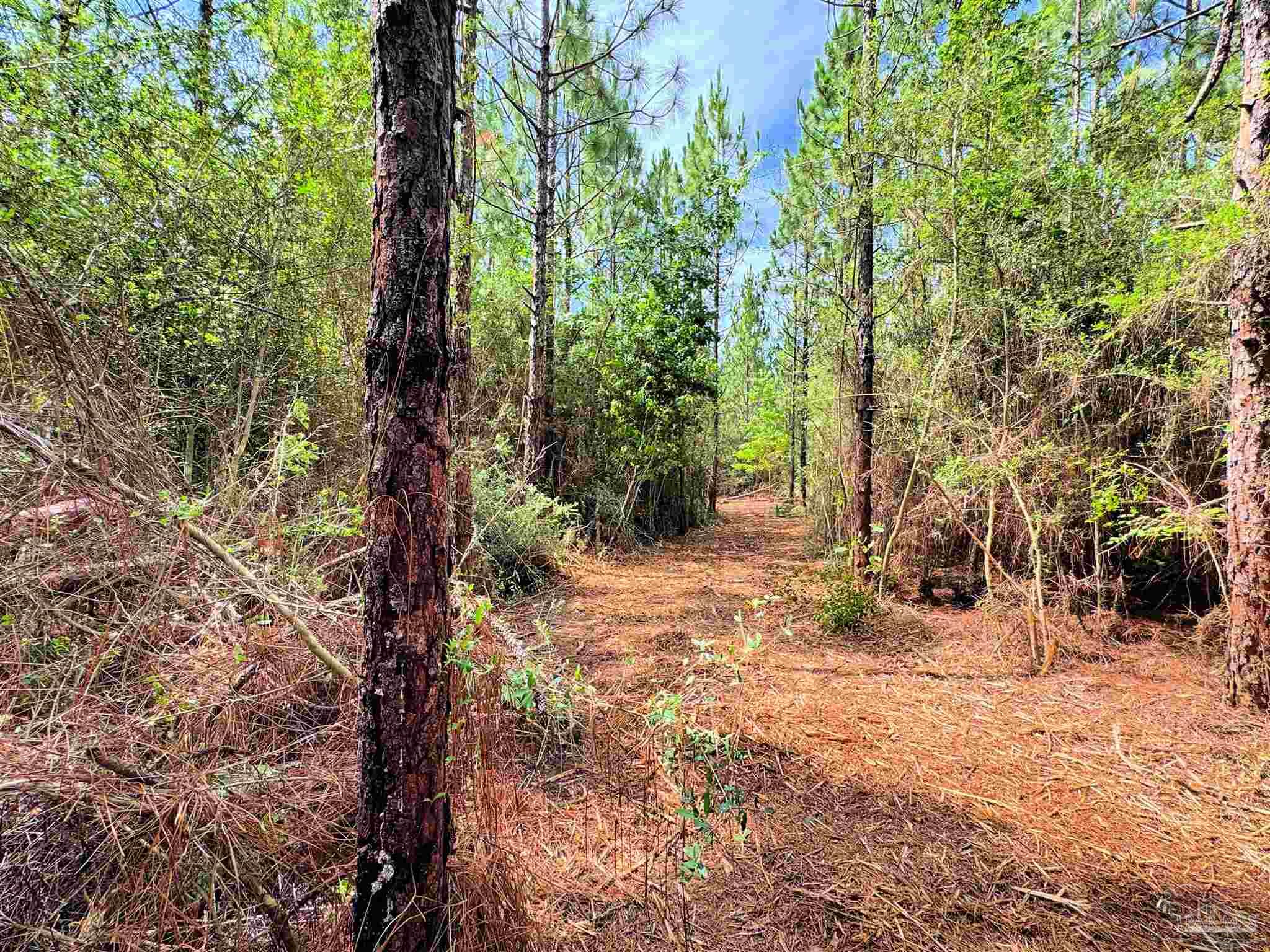 Parcel C Parcel C Killian Drive Jay, FL 32565 - Photo 14 of 21 a view of a yard with plants and trees