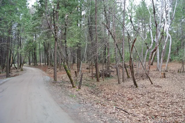 a view of a forest with trees