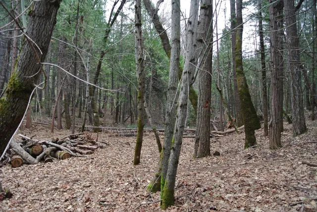 a view of a forest with a trees