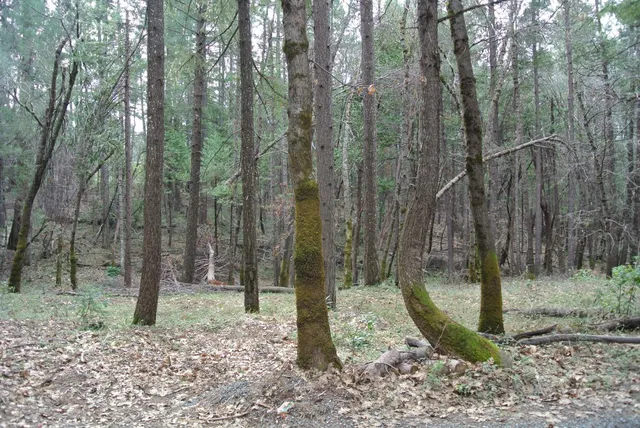 a view of a garden with trees