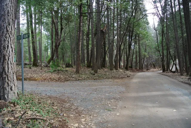 a view of outdoor space and tree