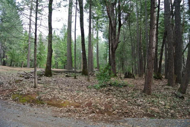 a view of outdoor space with lots of trees