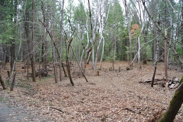 a view of a forest with a tree
