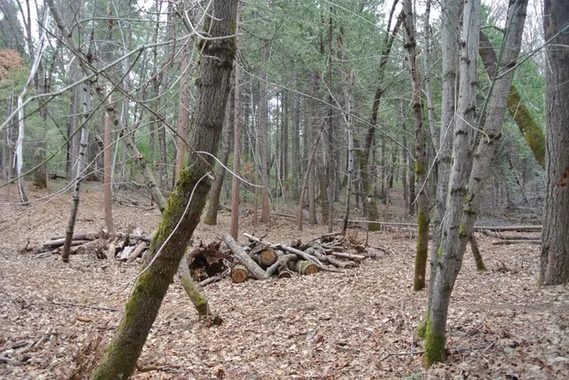 a view of a backyard with a tree