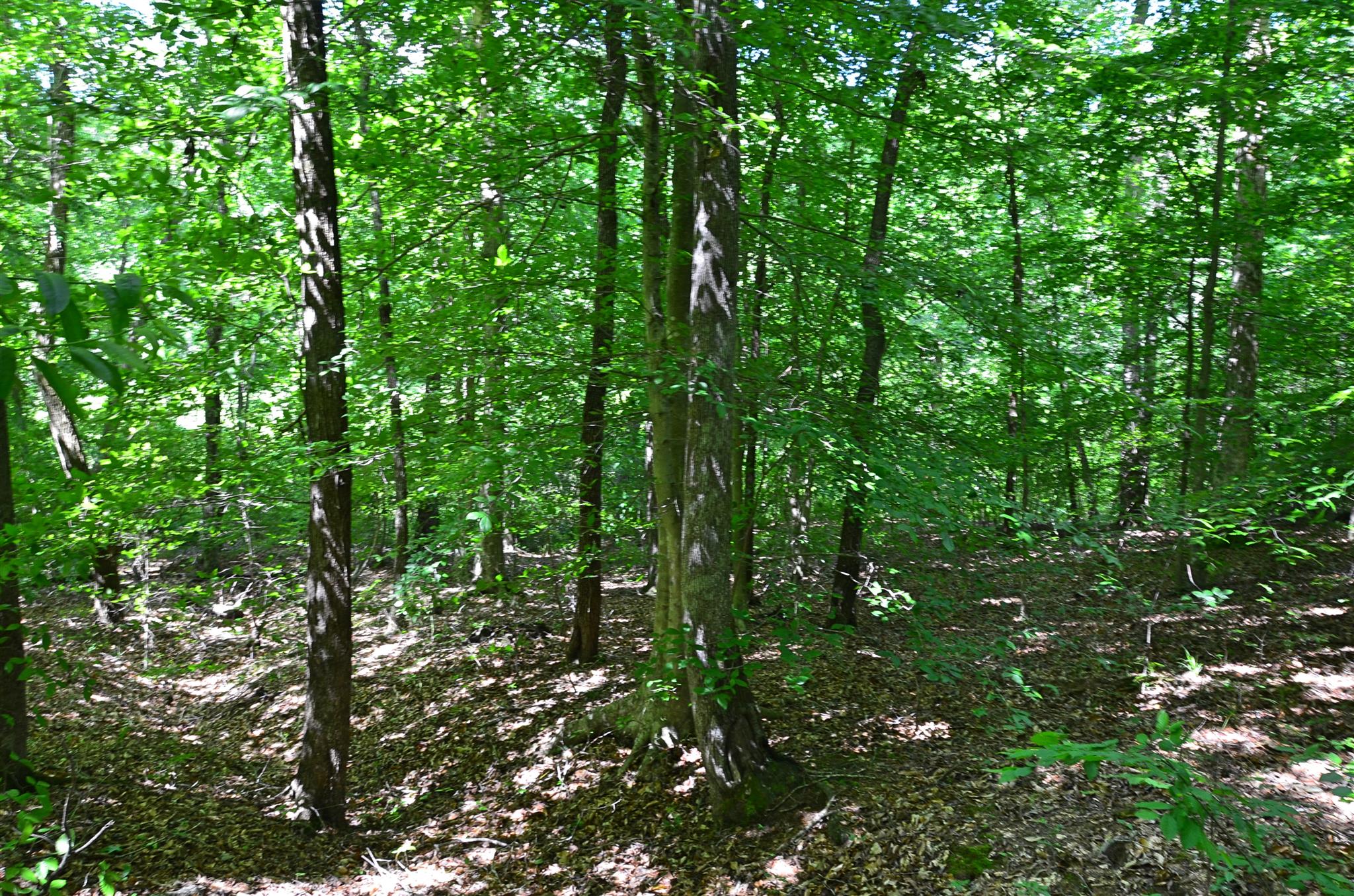 0 Swan Johnson Road Darden, TN 38328 - Photo 23 of 27 Gallery Image 23