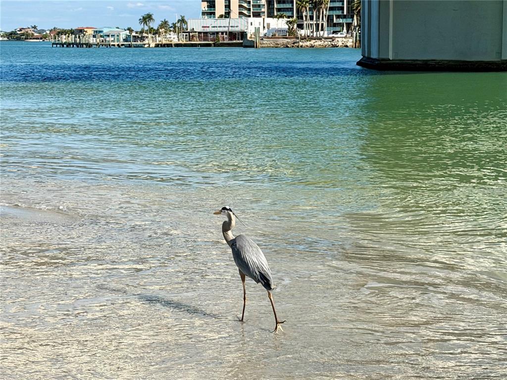 117 140th Avenue East Madeira Beach, FL 33708 - Photo 41 of 46