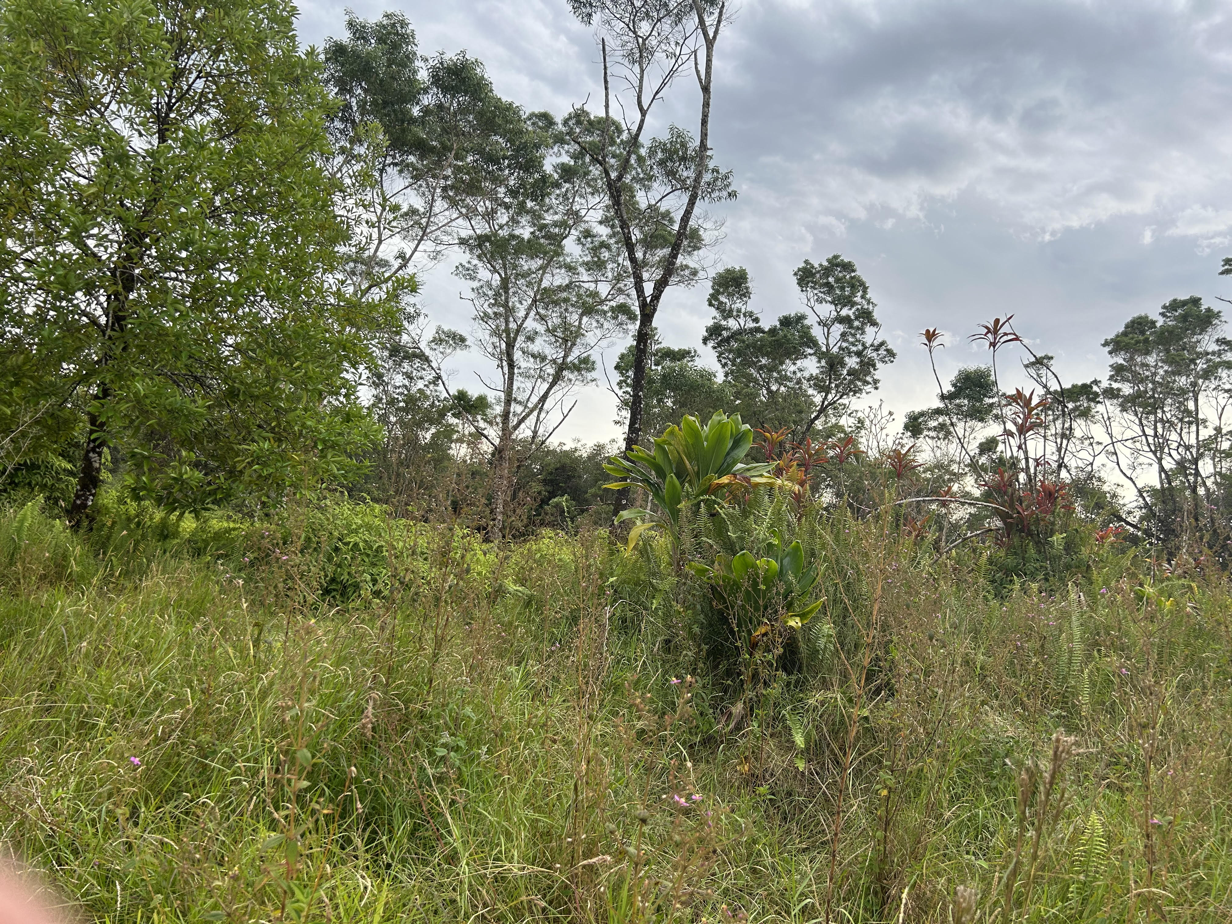 59 Kaiwiki Road Hilo, HI 96720 - Photo 3 of 8 a view of a bunch of trees