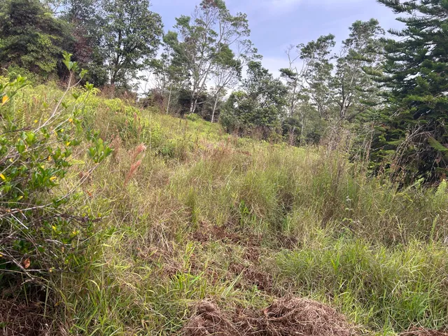 a view of a yard with a tree