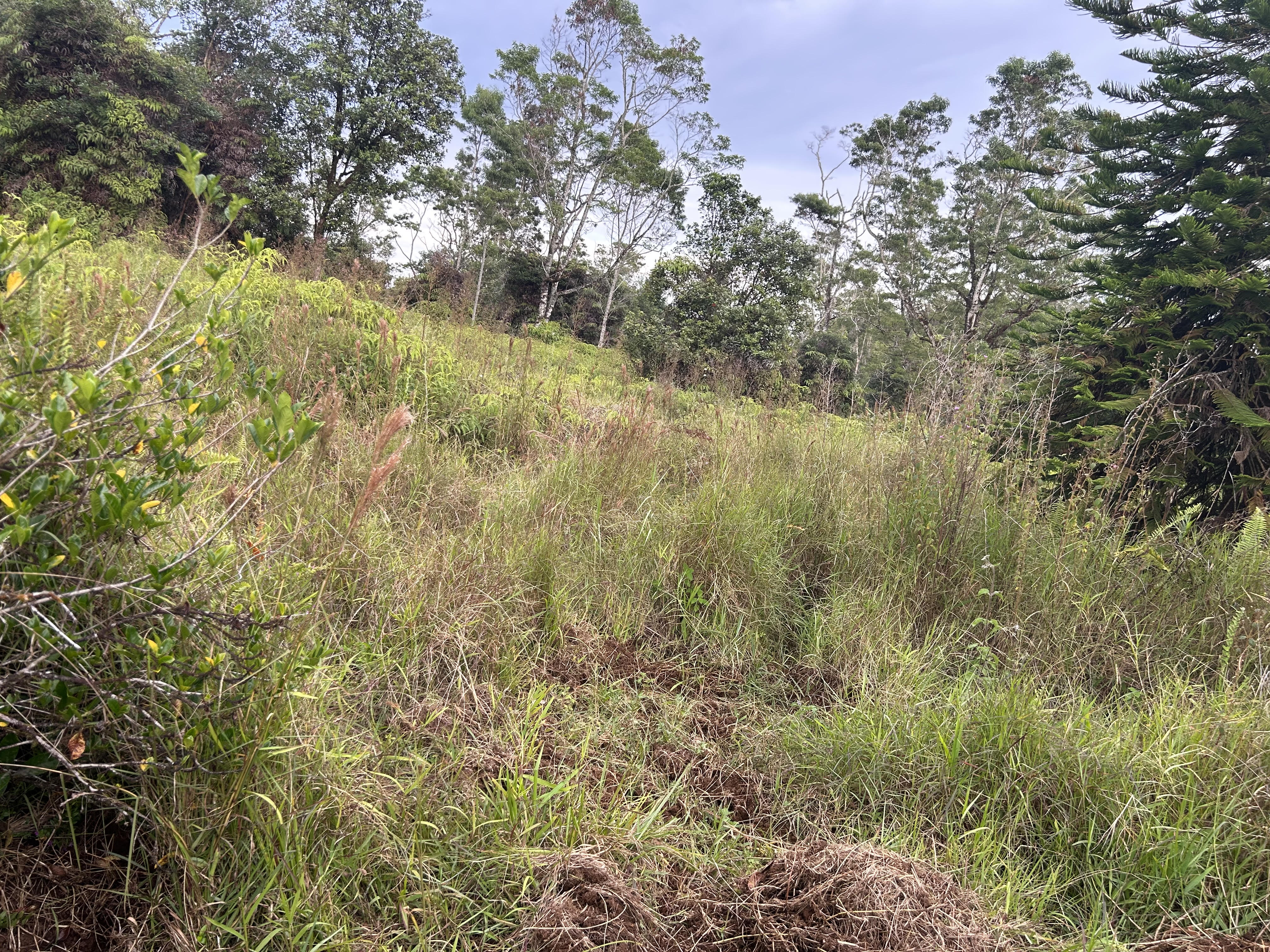 59 Kaiwiki Road Hilo, HI 96720 - Photo 4 of 8 a view of a yard with a tree