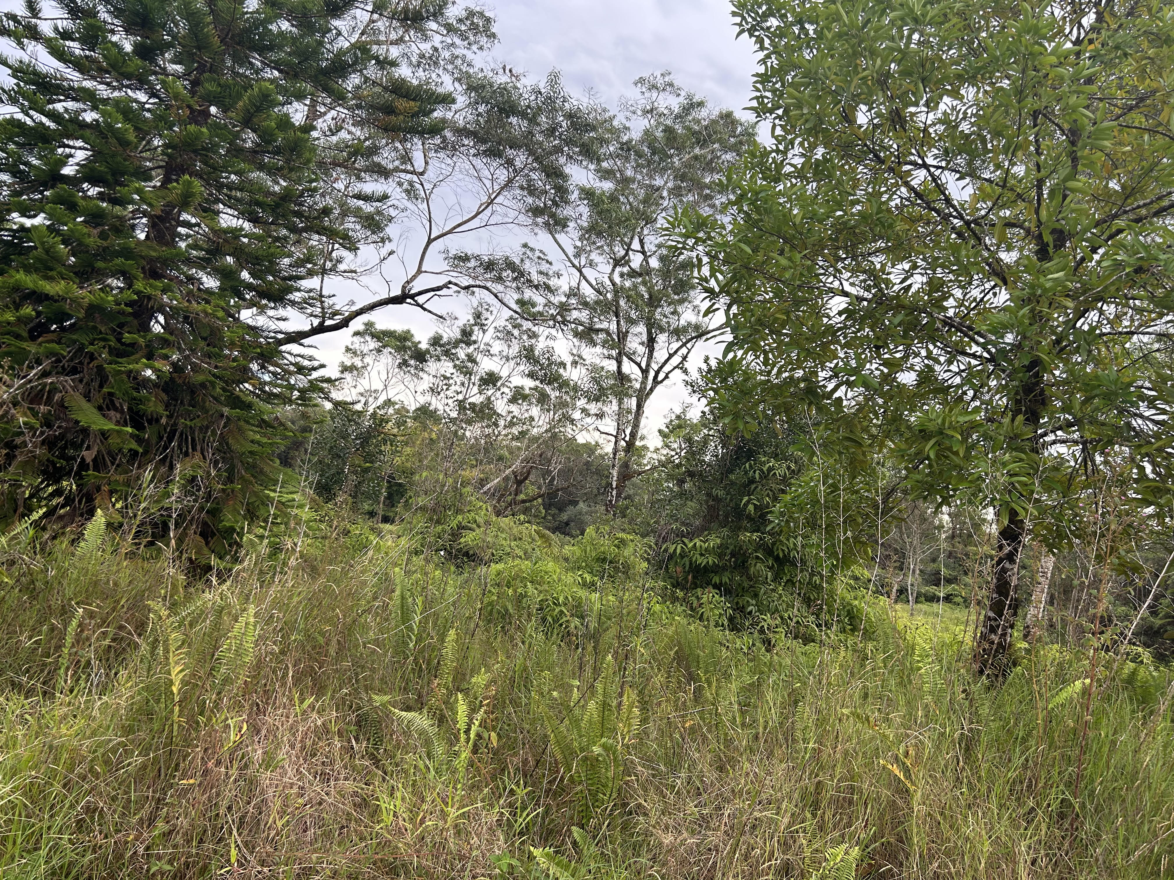 59 Kaiwiki Road Hilo, HI 96720 - Photo 5 of 8 a view of a tree in a yard