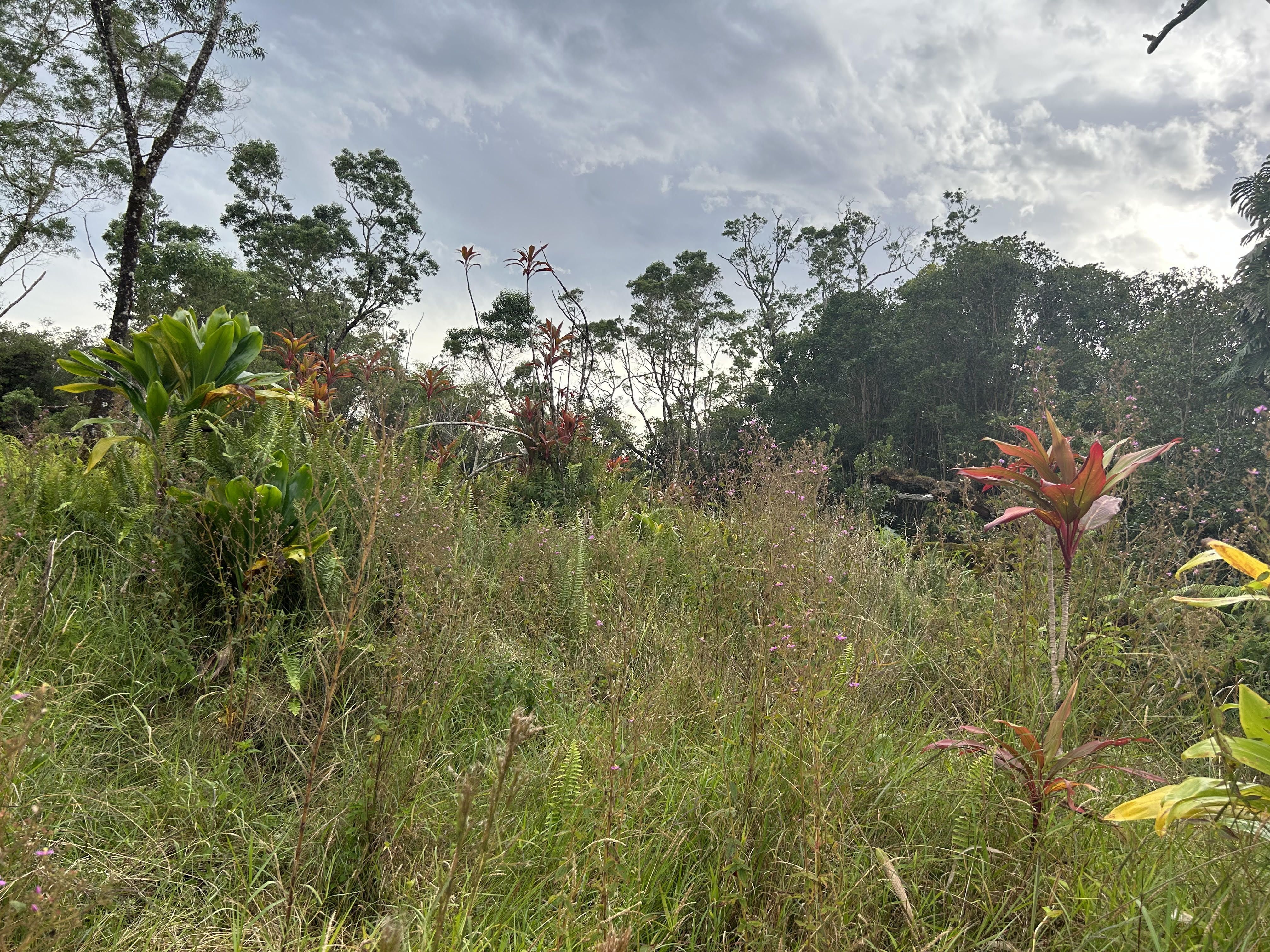 59 Kaiwiki Road Hilo, HI 96720 - Photo 6 of 8 a view of a garden with an tree