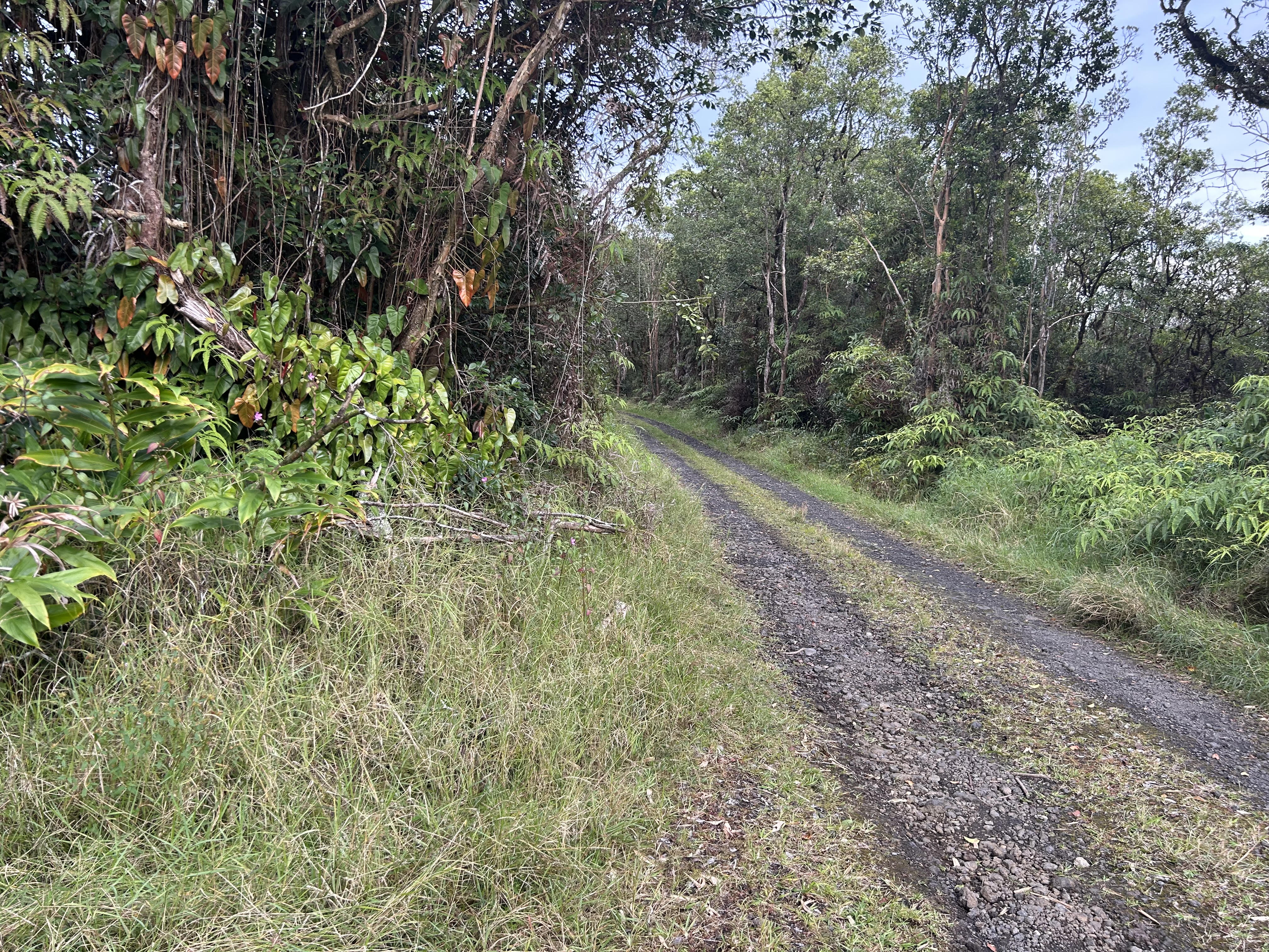 59 Kaiwiki Road Hilo, HI 96720 - Photo 7 of 8 a view of a yard with plants and large trees