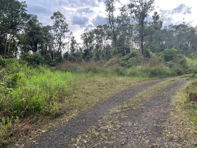 a view of a lush green forest with lots of trees
