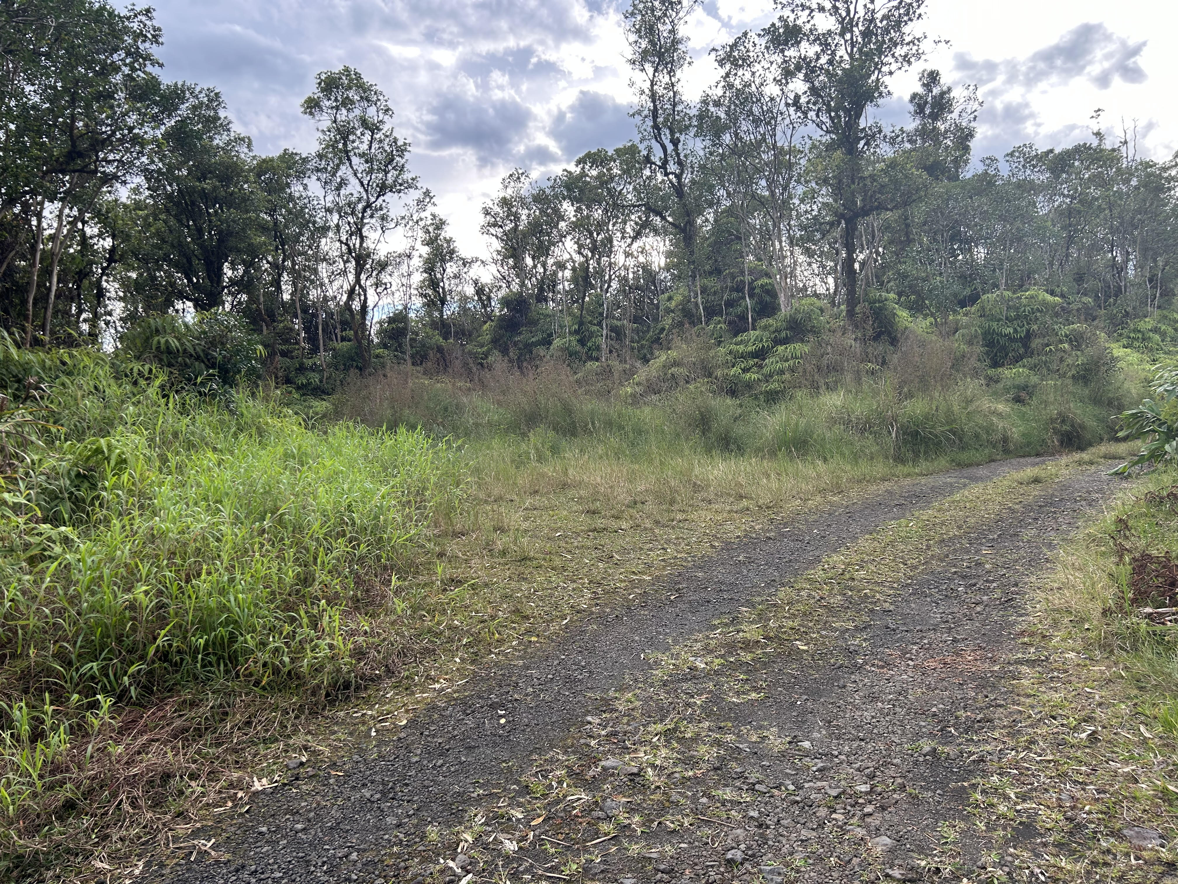 59 Kaiwiki Road Hilo, HI 96720 - Photo 8 of 8 a view of a lush green forest with lots of trees