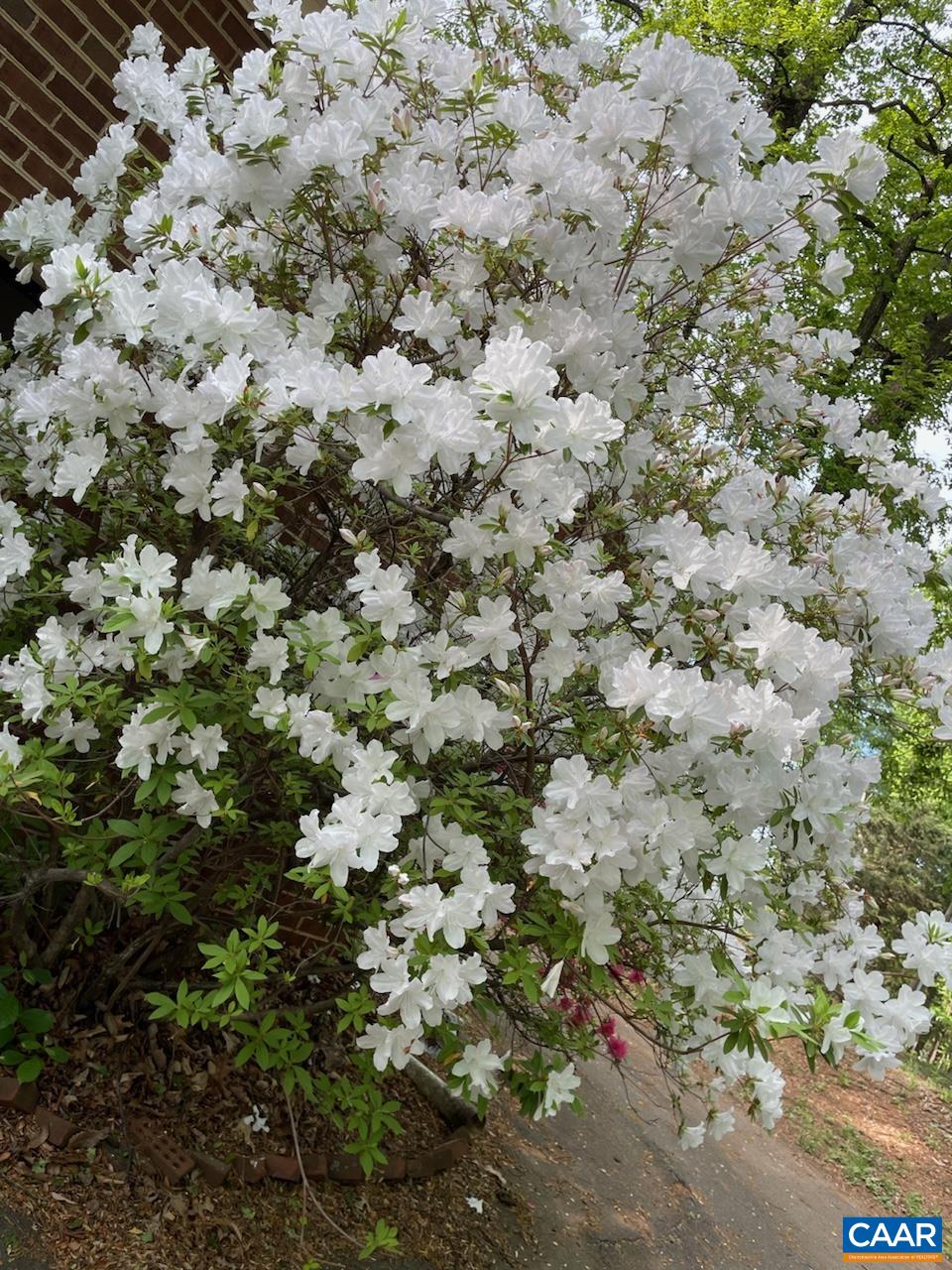 1211 Lanetown Road Crozet, VA 22932 - Photo 47 of 50 a view of a dry yard