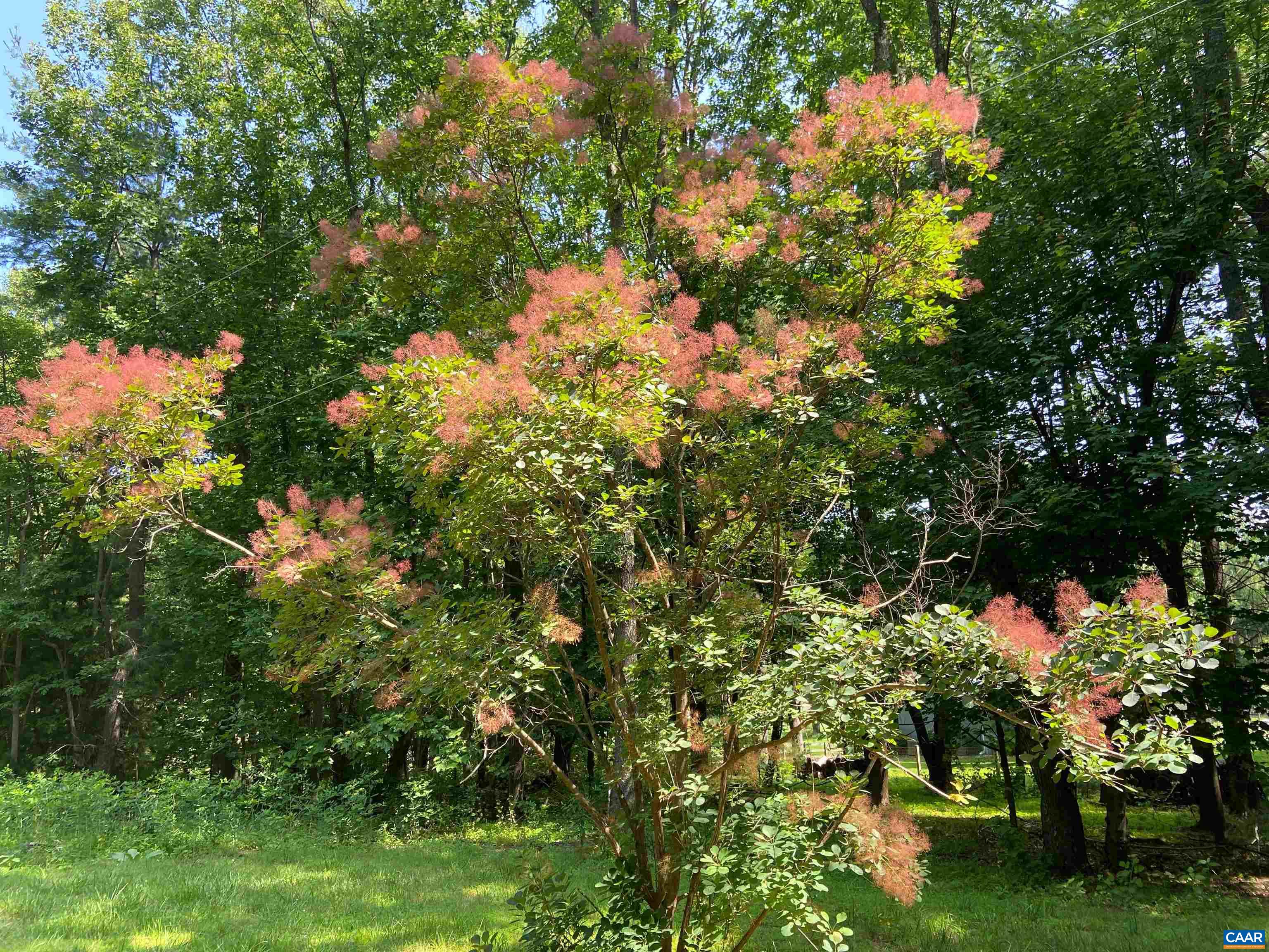 1211 Lanetown Road Crozet, VA 22932 - Photo 48 of 50 a picture of tree