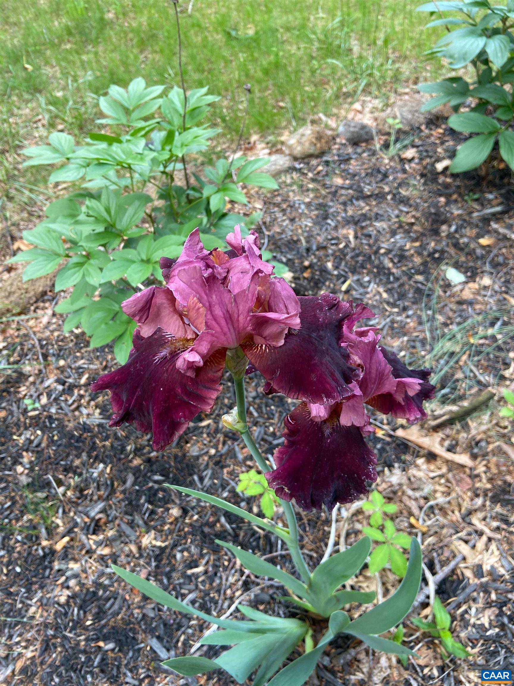 1211 Lanetown Road Crozet, VA 22932 - Photo 50 of 50 a view of a flower